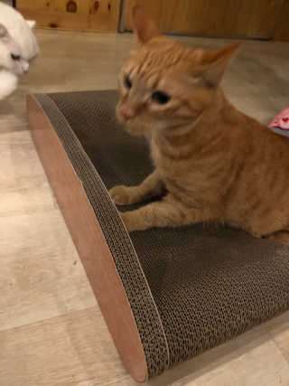 뚱이마미님이 올린 리뷰 사진 2