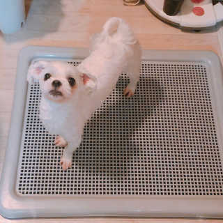 [펫토리아] 한판뚝딱 강아지 배변판 실속형,초대형 — 4점을 준 리뷰어가 2019년 6월 올린 사용 사진