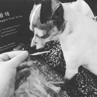 펫테라피 플레이트 야채품은 하루황태 — 4점을 준 리뷰어가 2020년 1월 올린 사용 사진