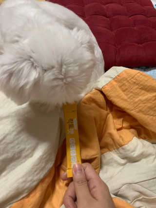 유산균하우스 [프로바이오닉]락토벳 — 5점을 준 리뷰어가 2019년 8월 올린 사용 사진