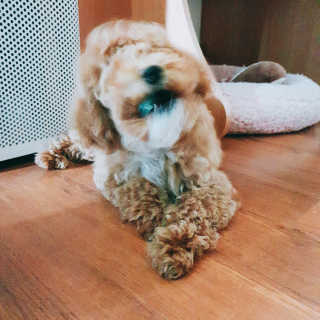 포이로이님이 올린 리뷰 사진 1