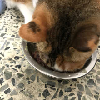 동원 참치킹 고양이 캔 12개입 — 1점을 준 리뷰어가 2018년 10월 올린 사용 사진