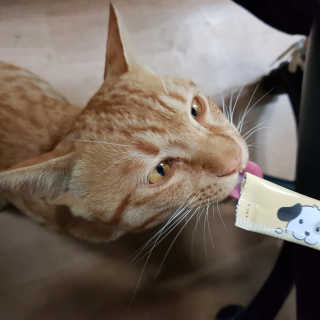 [펫토리아]짜먹는 한입뚝딱 강아지.고양이 마약간식 — 5점을 준 리뷰어가 2019년 8월 올린 사용 사진