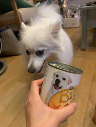 [펫토리아]배피 고양이,빌리강아지 대용량주식캔 — 5점을 준 리뷰어가 2019년 7월 올린 사용 사진