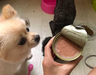 [펫토리아] 한캔뚝딱 강아지 주식캔 12종 콤보 — 5점을 준 리뷰어가 2019년 8월 올린 사용 사진