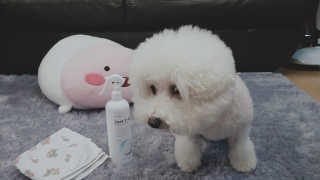 [펫토리아] 뚝딱케어 강아지 고양이 다목적세정제 — 5점을 준 리뷰어가 2020년 2월 올린 사용 사진