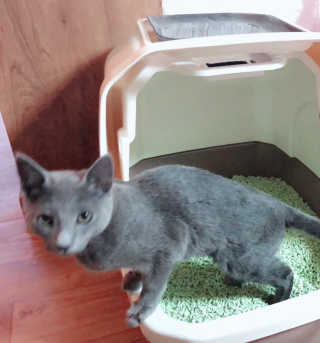 [펫토리아] BEST 한큐뚝딱 고양이 후드형 화장실 — 5점을 준 리뷰어가 2019년 1월 올린 사용 사진
