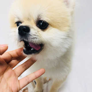 펫츠플레이트 동결건조간식 기호성 테스트 8종 — 5점을 준 리뷰어가 2018년 5월 올린 사용 사진