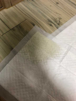 펫토리아 한장뚝딱 NEW 프리미엄 국내산 배변패드 — 5점을 준 리뷰어가 2019년 5월 올린 사용 사진