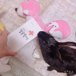 [펫토리아]살균뚝딱 강아지 고양이 살균소독제 탈취제 — 5점을 준 리뷰어가 2019년 10월 올린 사용 사진