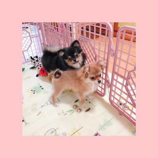 쩡잉님이 올린 리뷰 사진 2