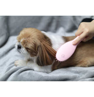아이캔디 레인보우 볼륨S  브러쉬 for PET 미디엄 — 5점을 준 리뷰어가 2020년 11월 올린 사용 사진