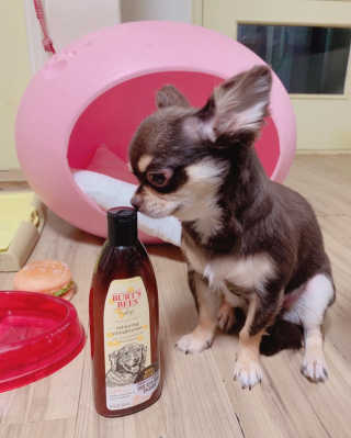 버츠비 케어플러스 릴리빙 컨디셔너_카모마일,로즈마리 — 4점을 준 리뷰어가 2020년 8월 올린 사용 사진