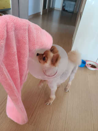 코코몰리 보들보들 초극세사 프리미엄 펫전용 타올 — 5점을 준 리뷰어가 2020년 11월 올린 사용 사진