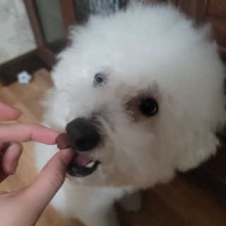 My Pet Care 천연단백질 눈건강에 개좋아 — 5점을 준 리뷰어가 2020년 12월 올린 사용 사진