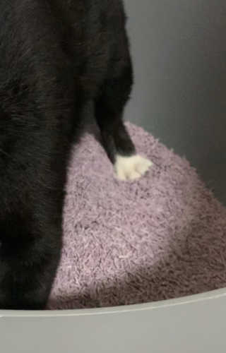 펫토리아 한삽뚝딱 프리미엄 고양이 두부모래 — 5점을 준 리뷰어가 2020년 8월 올린 사용 사진