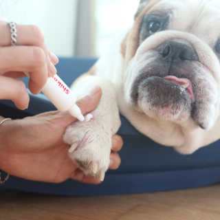 [자유펫] 시코니딘 고양이 강아지 피부 보습 연고 20g — 5점을 준 리뷰어가 2020년 8월 올린 사용 사진