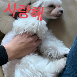 My Pet Care 모발과 모질 피부건강에 개좋아 — 3.5점을 준 리뷰어가 2020년 12월 올린 사용 사진