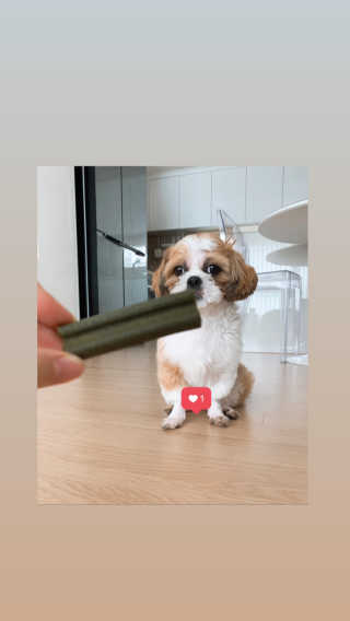 [푸디웜] 라포그 코어덴탈츄 그린 (10개입) — 5점을 준 리뷰어가 2020년 8월 올린 사용 사진