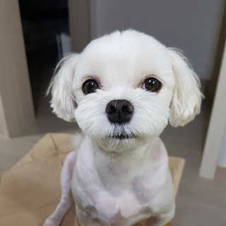 아이캔디 레인보우 볼륨S  브러쉬 for PET 미디엄 — 5점을 준 리뷰어가 2020년 11월 올린 사용 사진
