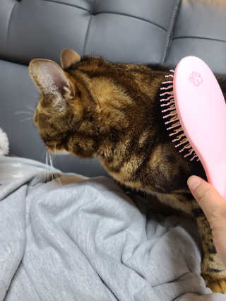 아이캔디 레인보우 볼륨S  브러쉬 for PET 미디엄 — 4점을 준 리뷰어가 2020년 11월 올린 사용 사진