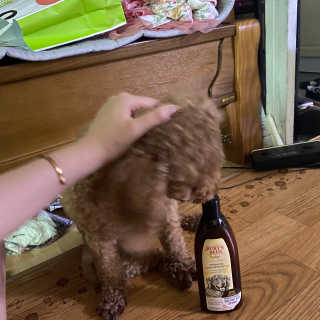 버츠비 케어플러스 릴리빙 컨디셔너_카모마일,로즈마리 — 5점을 준 리뷰어가 2020년 8월 올린 사용 사진