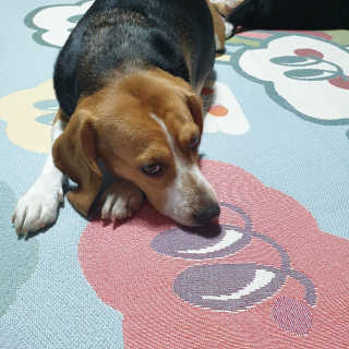 beaglelove님이 올린 리뷰 사진 3
