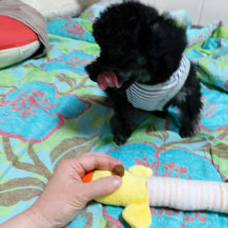 My Pet Care 천연단백질 눈건강에 개좋아 — 5점을 준 리뷰어가 2020년 12월 올린 사용 사진