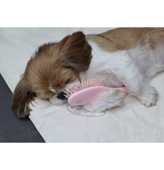 아이캔디 레인보우 볼륨S  브러쉬 for PET 미디엄 — 5점을 준 리뷰어가 2020년 11월 올린 사용 사진