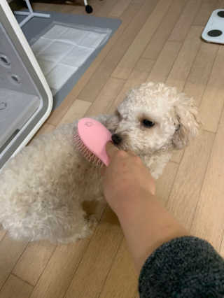 아이캔디 레인보우 볼륨S  브러쉬 for PET 미디엄 — 5점을 준 리뷰어가 2020년 11월 올린 사용 사진