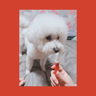 더펫원츠 [5초양치] 멍.치카펜 or 냥.치카펜 or 치카오일펜 — 4점을 준 리뷰어가 2020년 5월 올린 사용 사진