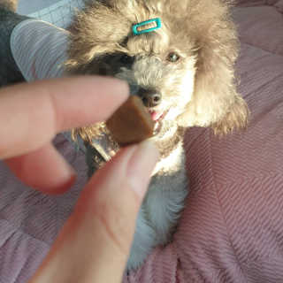 My Pet Care 천연단백질 눈건강에 개좋아 — 4.5점을 준 리뷰어가 2020년 11월 올린 사용 사진