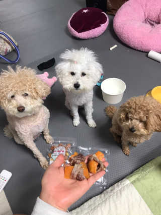 해피팡팡 고구마닭말이+고구마오리말이 [고구마간식2종] — 5점을 준 리뷰어가 2020년 4월 올린 사용 사진
