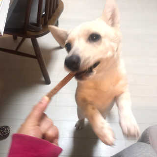 My Pet Care 천연단백질 치아건강에 개좋아 — 5점을 준 리뷰어가 2020년 12월 올린 사용 사진