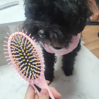 아이캔디 레인보우 볼륨S  브러쉬 for PET 미디엄 — 5점을 준 리뷰어가 2020년 11월 올린 사용 사진