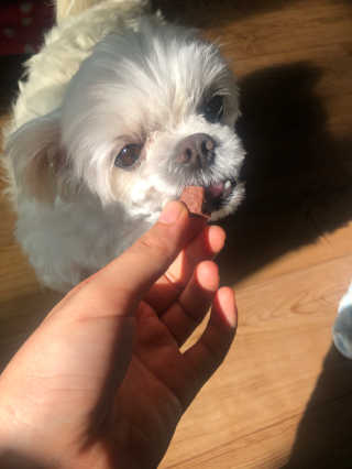 My Pet Care 천연단백질 눈건강에 개좋아 — 5점을 준 리뷰어가 2020년 11월 올린 사용 사진