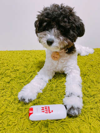 [레드허니밤]자유펫 고양이 강아지 발바닥 밤 14g — 5점을 준 리뷰어가 2020년 7월 올린 사용 사진