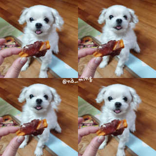 해피팡팡 고구마닭말이+고구마오리말이 [고구마간식2종] — 5점을 준 리뷰어가 2020년 4월 올린 사용 사진