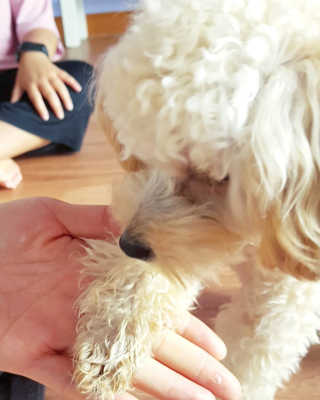 [자유펫] 시코니딘 고양이 강아지 피부 보습 연고 20g — 5점을 준 리뷰어가 2020년 8월 올린 사용 사진