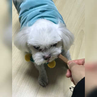 My Pet Care 천연단백질 치아건강에 개좋아 — 5점을 준 리뷰어가 2020년 11월 올린 사용 사진