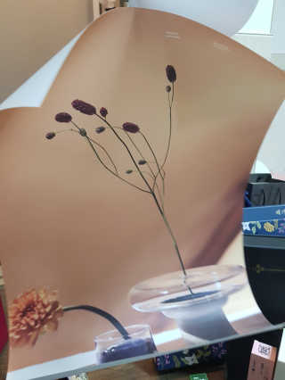 라운디드 코리아 [라운디드] 원더플라워 포스터 6종 중 2종 랜덤발송 — 5점을 준 리뷰어가 2020년 9월 올린 사용 사진