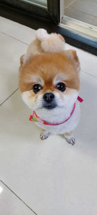 My Pet Care 천연단백질 관절건강에 개좋아 — 5점을 준 리뷰어가 2020년 12월 올린 사용 사진