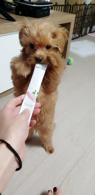 [펫토리아] 건강하게 리뉴얼된 NEW 짜먹는 한입뚝딱 — 5점을 준 리뷰어가 2020년 4월 올린 사용 사진