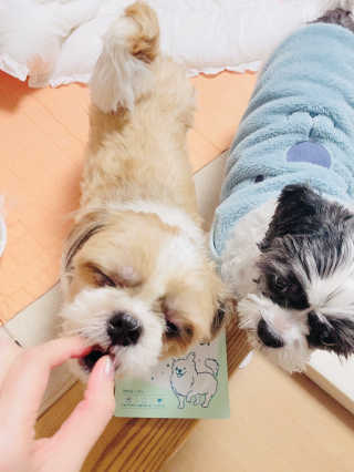 My Pet Care 천연단백질 눈건강에 개좋아 — 5점을 준 리뷰어가 2020년 12월 올린 사용 사진