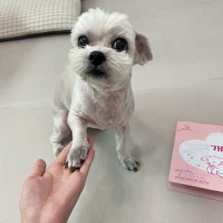 My Pet Care 천연단백질 관절건강에 개좋아 — 4.5점을 준 리뷰어가 2020년 12월 올린 사용 사진
