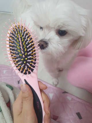 아이캔디 레인보우 볼륨S  브러쉬 for PET 미디엄 — 5점을 준 리뷰어가 2020년 12월 올린 사용 사진