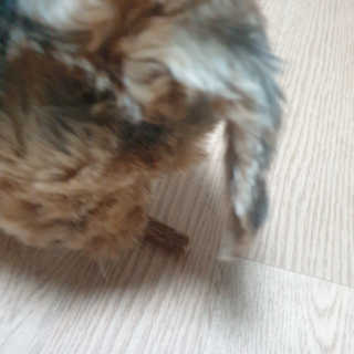 My Pet Care 천연단백질 치아건강에 개좋아 — 4점을 준 리뷰어가 2020년 11월 올린 사용 사진