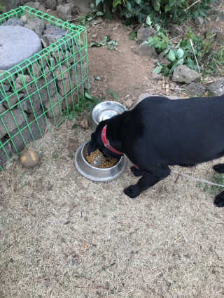 My Pet Care 모발과 모질 피부건강에 개좋아 — 5점을 준 리뷰어가 2020년 12월 올린 사용 사진