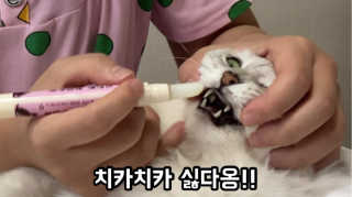 더펫원츠 [댕냥이 치석제거 덴탈오일] 치카오일+셀프스케일러 — 5점을 준 리뷰어가 2020년 6월 올린 사용 사진