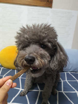 My Pet Care 천연단백질 치아건강에 개좋아 — 5점을 준 리뷰어가 2020년 12월 올린 사용 사진